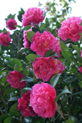 Japanese camellia: features and care at home