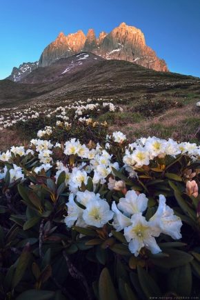 Rhododendron du Caucase: description, règles de plantation et d'entretien