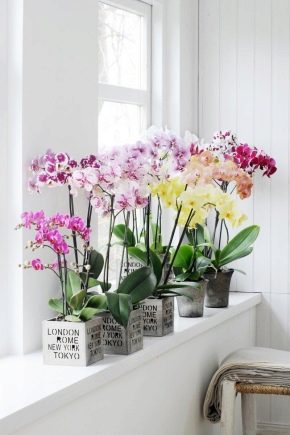 Druhy a odrůdy orchidejí