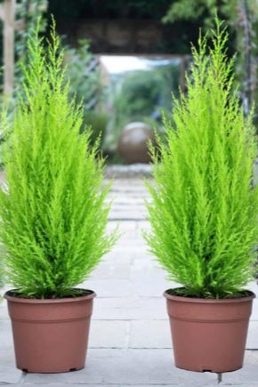 All about indoor cypress
