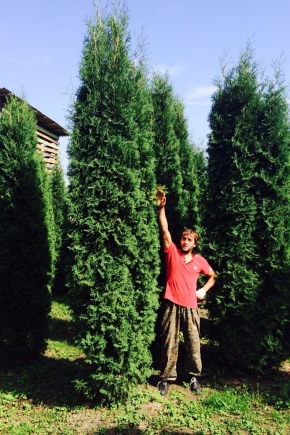 Thuja columnar: varieties, selection and recommendations for growing