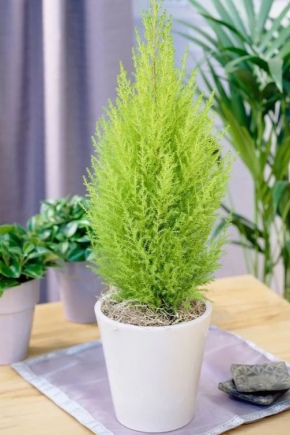Thuja in a pot: planting and care at home