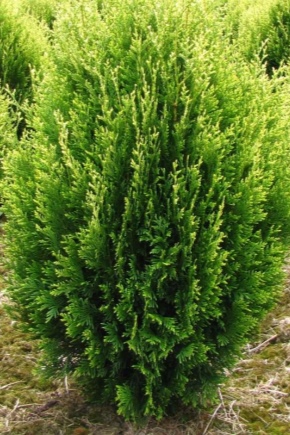 Thuja folded: description, varieties, planting and care