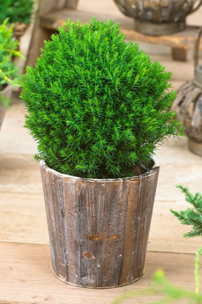 Thuja western Teddy: description, planting and care