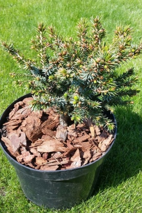 Picea serbia Nana: descripción, plantación, cuidado y reproducción.
