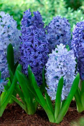 Vlastnosti výsadby hyacintů