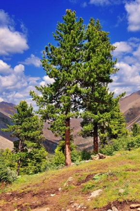 Sibirisk cedertræ: beskrivelse, regler for plantning og reproduktion