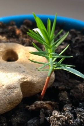 كم من الوقت تنمو شجرة الصنوبر ، وكيف تسرع وتوقف النمو؟