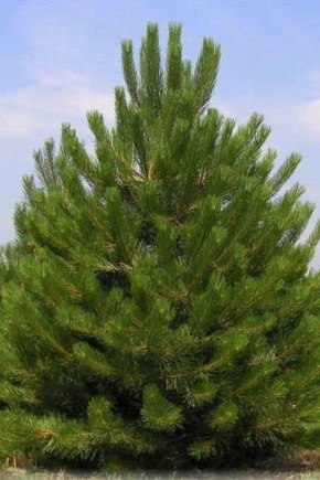 Black pine: description, varieties, planting and care