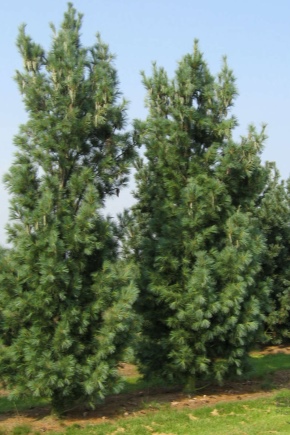 Himalayan pine: description, varieties and cultivation
