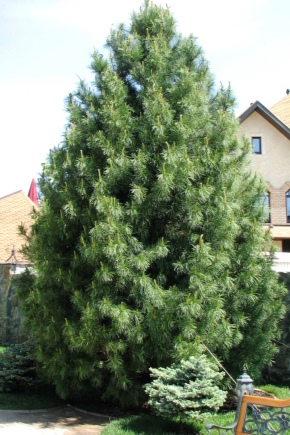 Cedar pine: description, planting and comparison with cedar