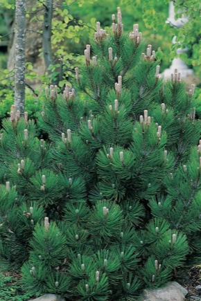 All about Geldreich's pine