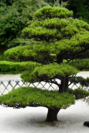 Japonské borovice: co to je a jak je pěstovat?