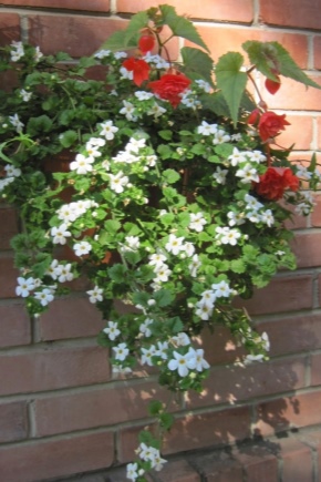 Bacopa: description, varieties, planting and care