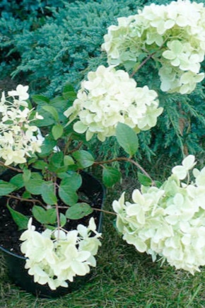 Hydrangea Diamantino: description, recommendations for growing and reproduction