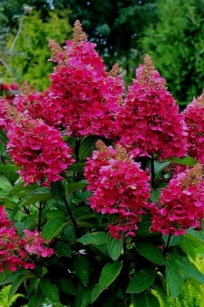 Hydrangea paniculata Vims ed: description and winter hardiness, planting and care