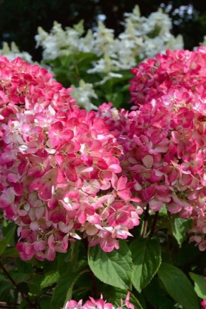 Hydrangea Pink Diamond: descripción, plantación, cuidado y reproducción.