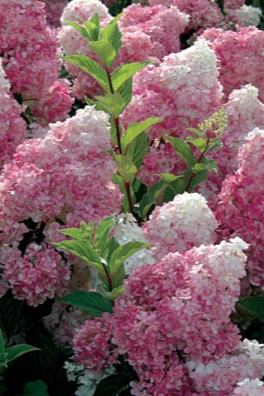 Hydrangea in Siberia: varieties, planting and care