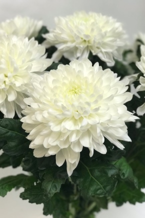Chrysanthemum Antonov: beschrijving en aanbevelingen voor het kweken