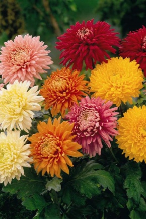 Chrysanthemum eenkoppig: beschrijving, variëteiten en aanbevelingen voor de teelt