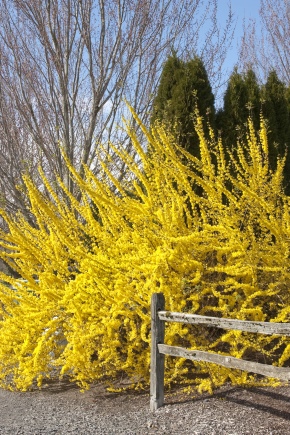 Features and rules for breeding forsythia by cuttings