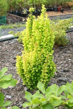 Barberry Thunberg Golden Torch: description, planting and care