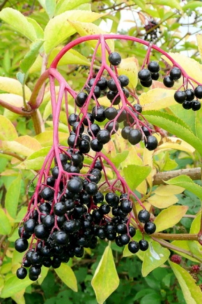 Sort hyldebær: beskrivelse, sorter, plantning og pleje