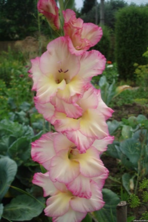 Gladiolus Priscilla: Beschreibung, Pflanzung und Pflege