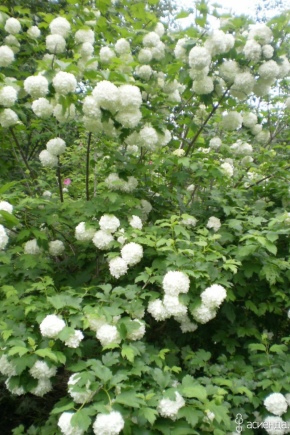 How to plant and care for viburnum?