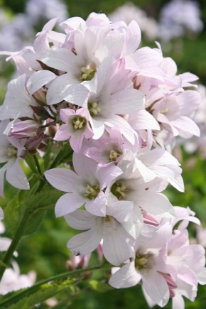 Clopot cu flori de lapte: descriere, plantare și îngrijire