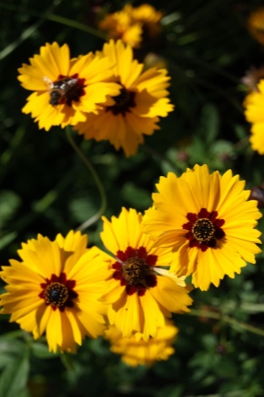 Coreopsis: description, types and varieties, planting and care