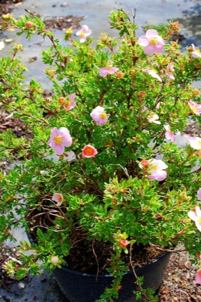 Bella potentilla rosa: descrizione, semina, cura e riproduzione