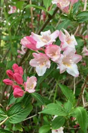 Planting and caring for a weigela in the Moscow region
