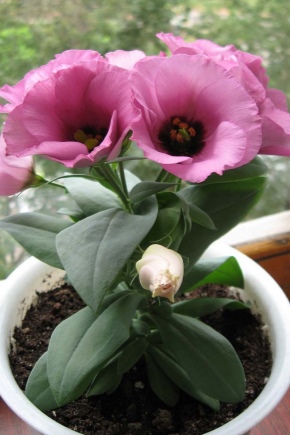 Growing eustoma at home