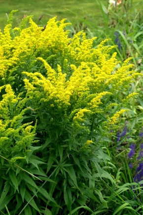 Common goldenrod: description, planting and care