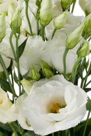 Eustoma white: varieties with a description, examples in landscape design