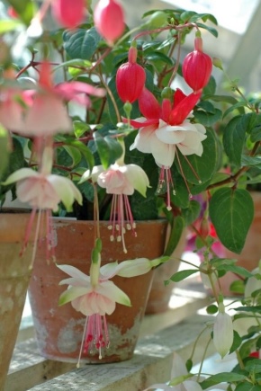 Reproduction of fuchsia by cuttings at home