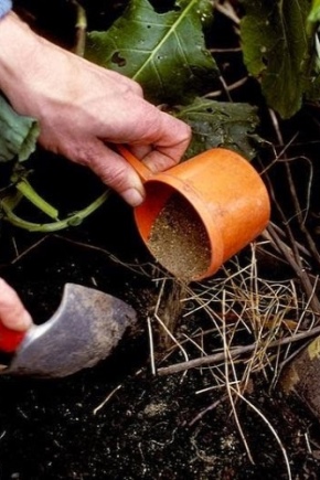 Jaká hnojiva by měla být aplikována na podzim a jak to udělat správně?