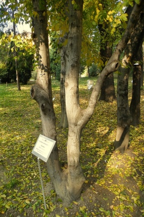 黑角树：特征和栽培