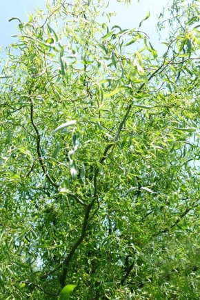 Sverdlovsk willow twisting