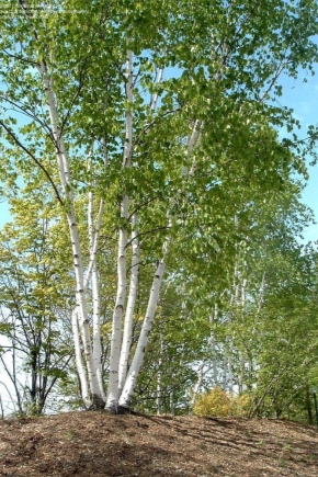 Features of paper birch