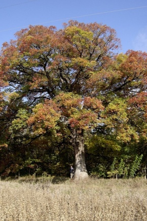 Features of white oak