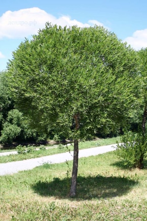 Features of spherical willow and its cultivation