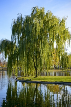Varieties of decorative willows and their cultivation