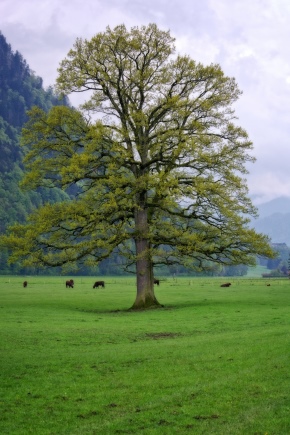 一棵橡树能活多久？