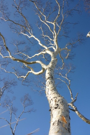 All about stone birch
