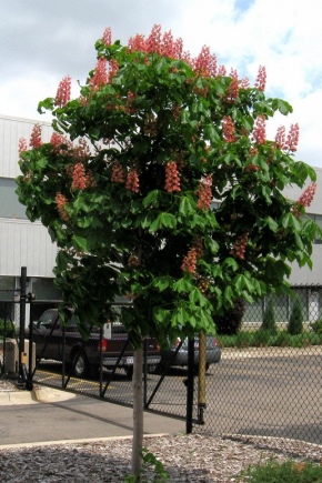 Descripción de las castañas con flores rojas y su cultivo.