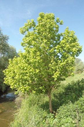 What is sycamore and how to grow it?