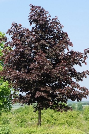 What does black maple look like and how to grow it?