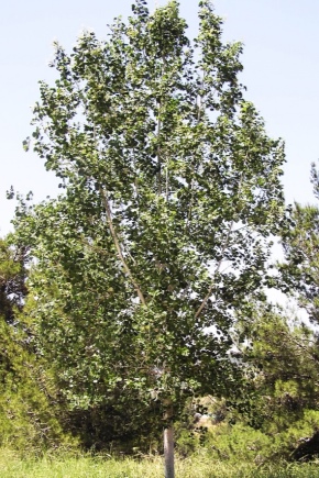 What does silver poplar look like and how to grow it?